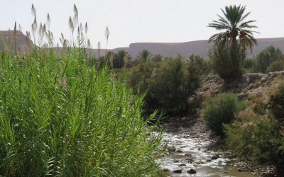 From Tetuan to Errachidia, faces of a Morocco willing to protect its environment